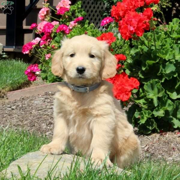 Kendall, Mini Goldendoodle Puppy